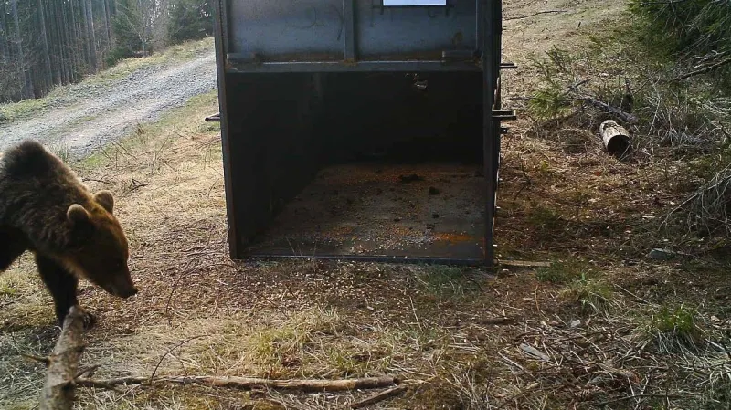 Medvěd před odchytovou klecí