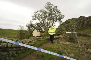 Za pokácení slavného javoru uložil britský soud léta vězení