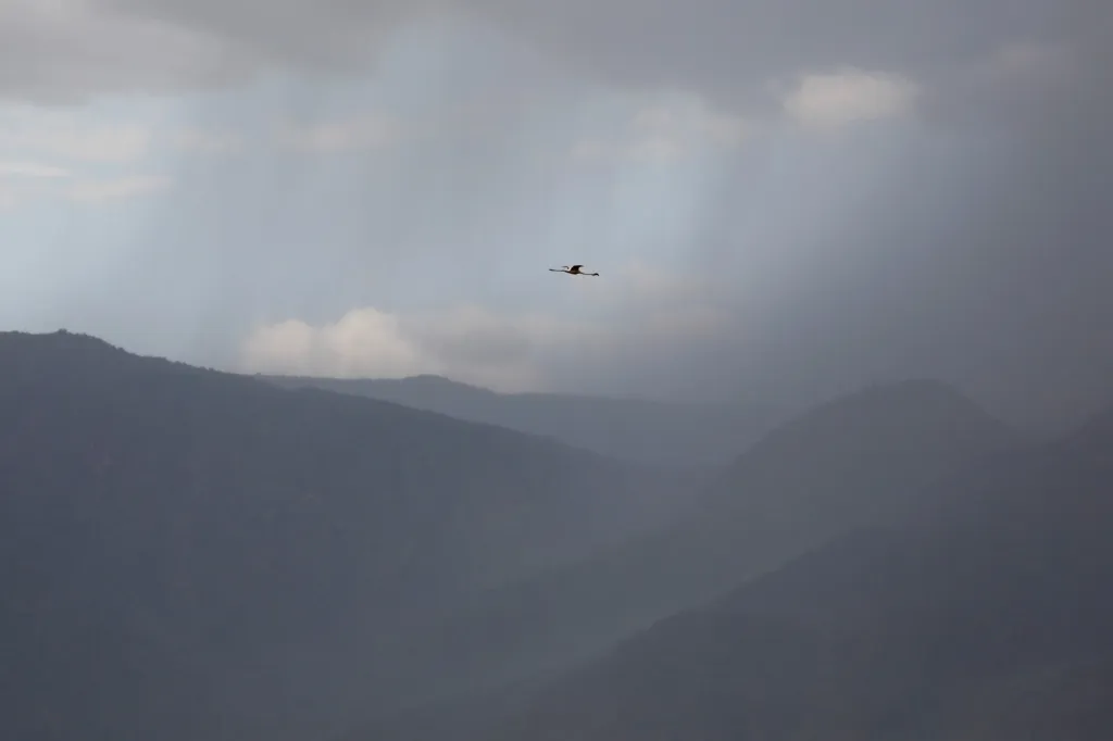 Plameňáci na jezeru Bogoria
