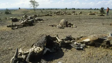 Smrtící sucho v Africe