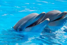 Čím hravější je delfín jako mládě, tím úspěšnějším je otcem, popsali vědci