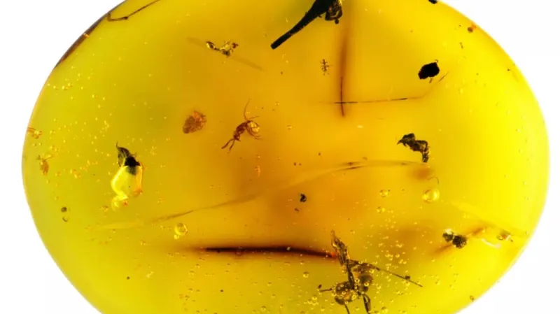 V jantaru bylo kromě želvušky i mnoho dalších organismů