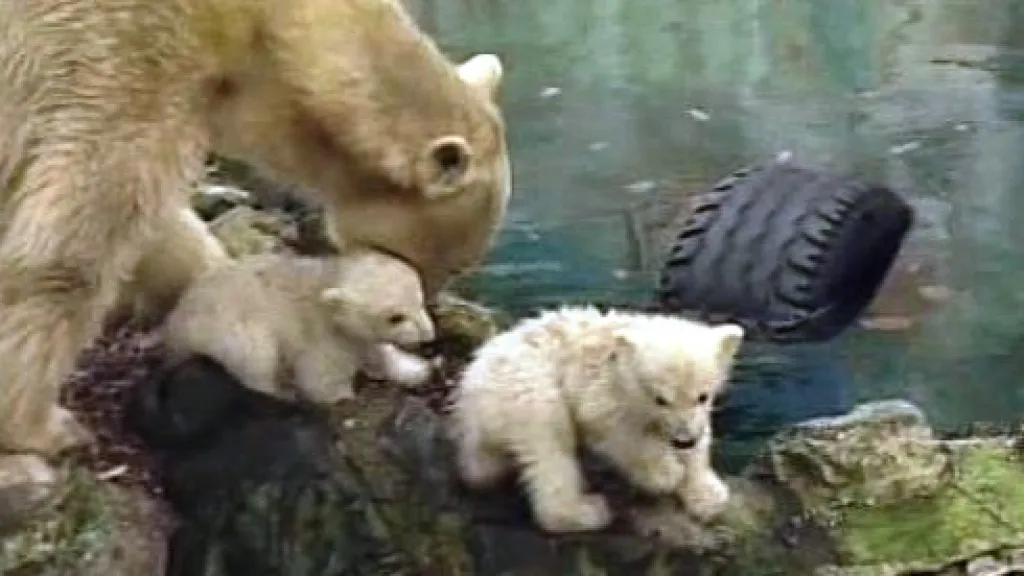 Medvědice Cora s mláďaty Billem a Tomem
