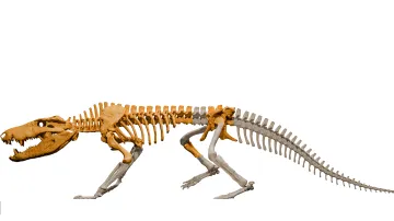 Rekonstrukce vzhledu pravěkého krokodýla Kostensuchus