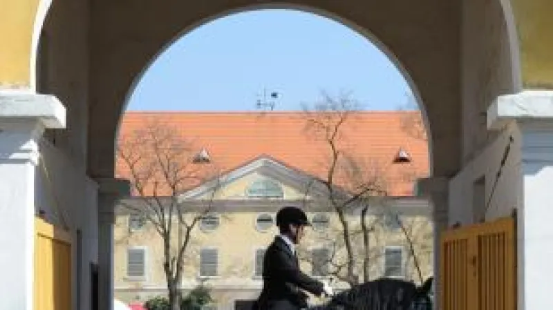 Dražba Starokladrubáků