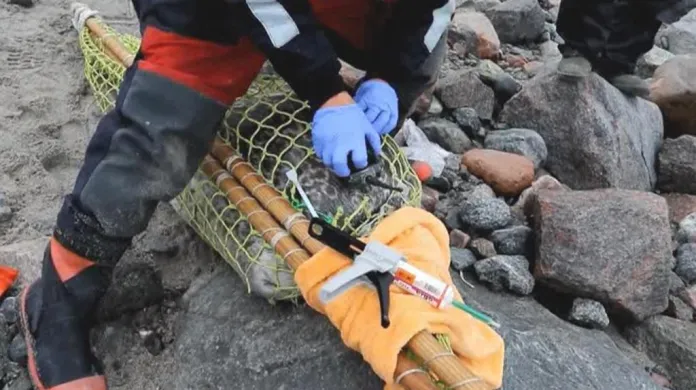 Vědci připevňují tuleňům zařízení na tělo speciálním lepidlem