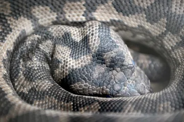 Rodině v Brně v noci vlezla do bytu krajta, strážníci ji odchytli. Odkud se vzala, zatím není jasné