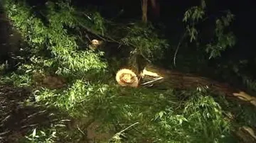 Spadlý strom po noční bouřce