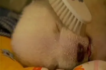 Do německých kin vstupuje film o medvíděti Knutovi