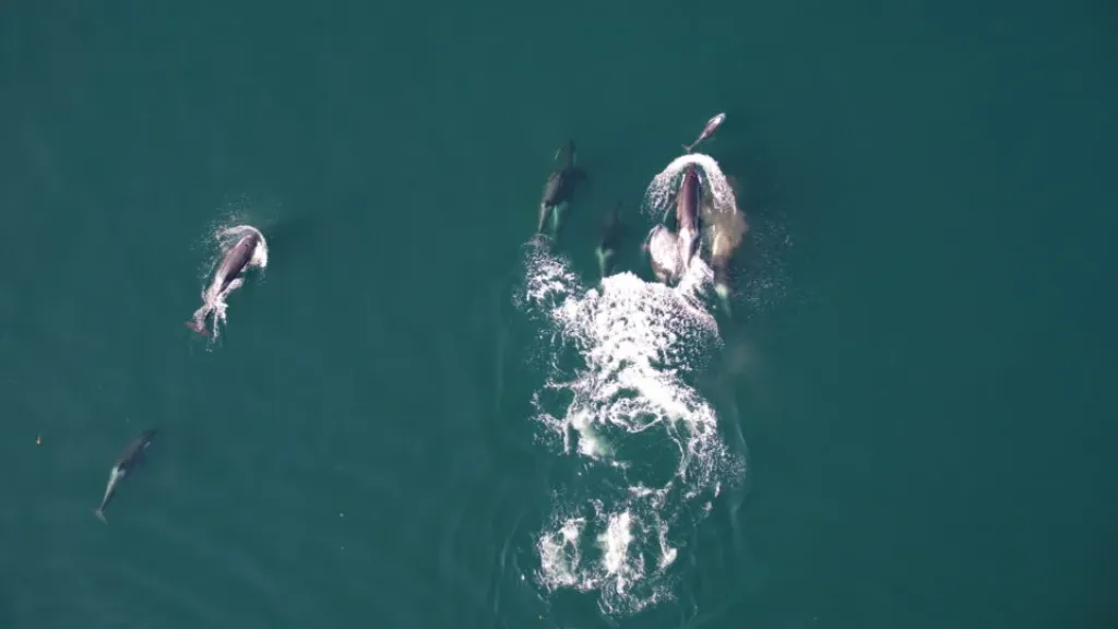 Kosatky a plískavice spolupracují na lovu lososů