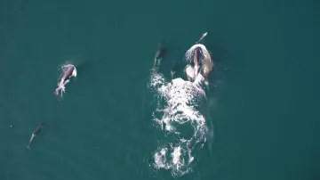 Kosatky a plískavice spolupracují na lovu lososů