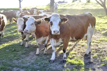 Ty krávo! Bella Mia!