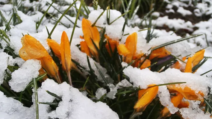 Jarní kytičky překvapil březnový sníh