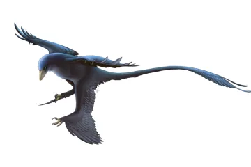 První lupy na Zemi. Paleontologové je našli u 125 milionů let starého dinosaura