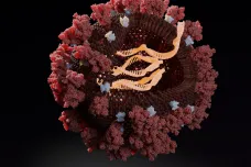 Koronavirus útočil v podobě dvou kmenů s odlišnými vlastnostmi, naznačuje čínský výzkum