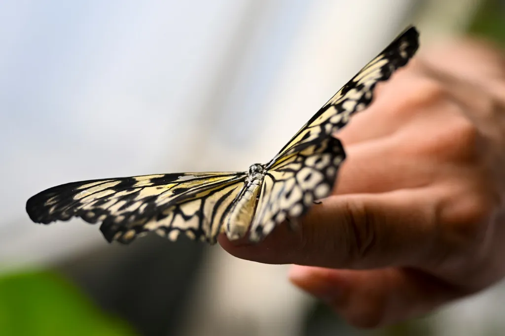 Výstava motýlů v botanické zahradě