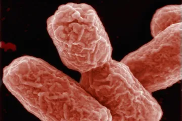 „Pachatel“ střevní infekce dál neznámý, okurky to nebyly