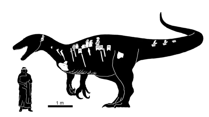Maip macrothorax ve srovnání s člověkem