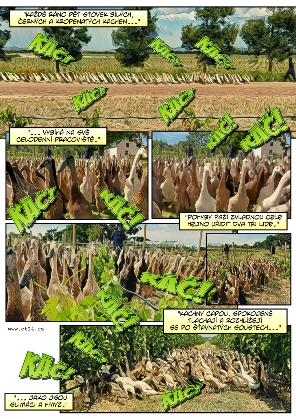 Jak kachny pomáhají ve vinařství