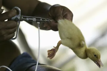 Ptačí chřipka se vrátila do Česka. Ve světě přeskakuje mezi druhy a vědci chystají vakcíny