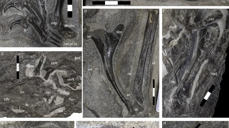 Dearc sgiathanach, reálný nález