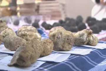 Klimatická naděje pro Česko: oteplení způsobí, že u nás porostou lanýže