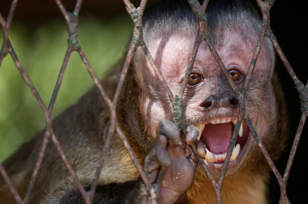 Malpa vyhlíží ze své klece v zoo v egyptské Gíze, poté co byla zahrada 2. dubna uzavřena pro návštěvníky