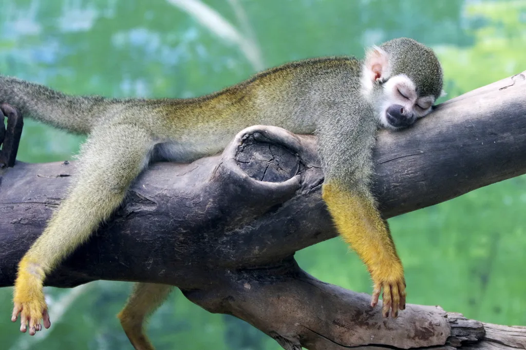 Kotul veverovitý při odpočinku během horkého dne v zoologické zahradě čínského města Zhengzhou
