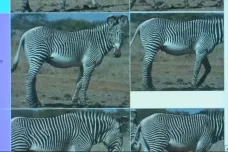 Zvířat ve volné přírodě rychle ubývá. Ohrožené zebry a žirafy v Keni teď mapují dobrovolníci