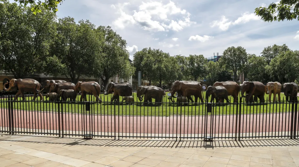 Charitativní organizace Elephant Family vystavila v Londýně sto dřevěných soch slonů v životní velikosti