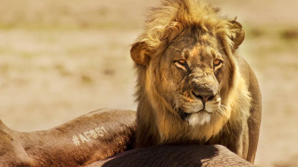 Academia film Olomouc 2016