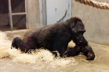 Kamba porod přežila, mládě zřejmě zemřelo