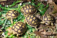 Ve zlínské zoo se vylíhly rekordní dvě desítky mláďat želvy ostruhaté