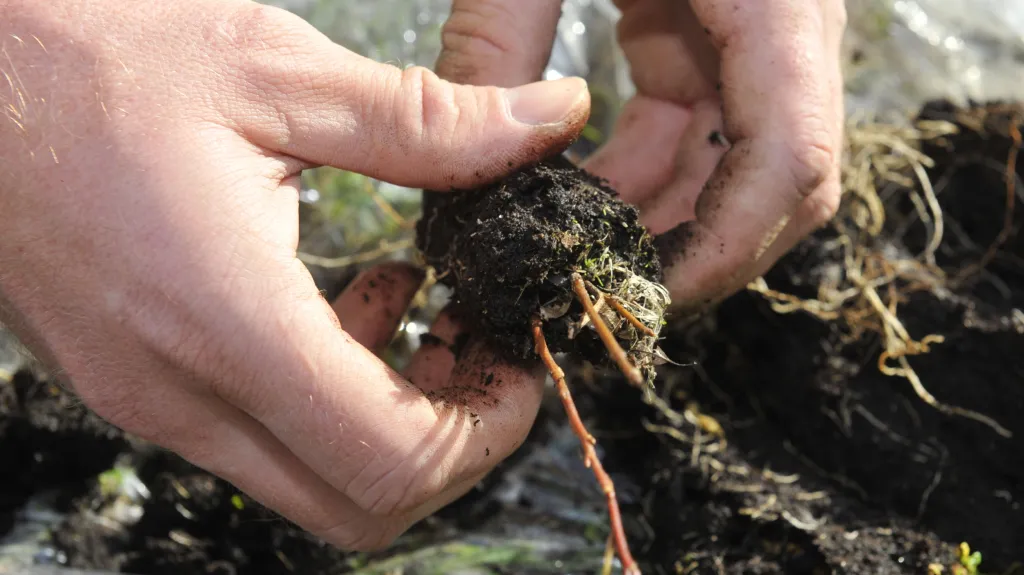 Na Prostějovsku roste první plantáž korkovníku