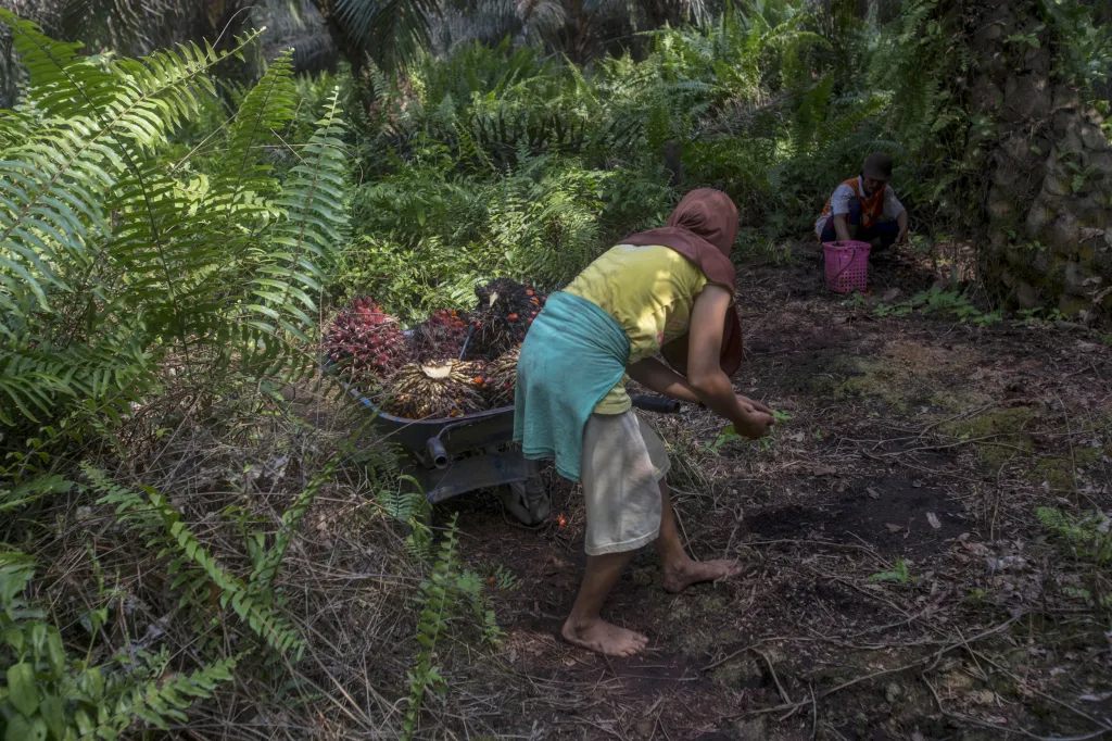 Ze Sumatry a Bornea pochází  85 procent veškeré produkce palmového oleje na světě. Mnoho farem je nelegálních. K získání půdy pro pěstování slouží vypalování pralesa a následné zúrodnění přirozené krajiny
