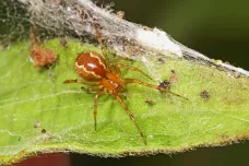Pavouci jsou následkem tropických bouří agresivnější, zjistili vědci