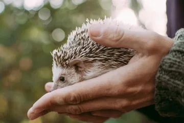 Záchranné stanice se kvůli výkyvům počasí plní zvířaty