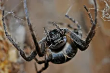 Pavoukům se možná zdají divoké sny jako lidem, naznačil výzkum