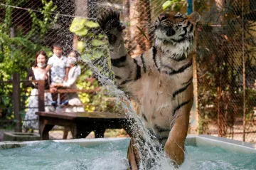Týden obrazem: Stříbrné děti, zeď srdcí a tygří bazén