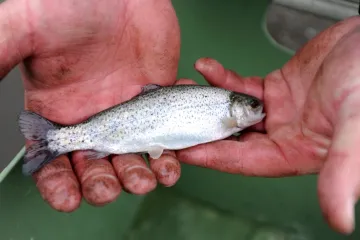 Kolo štěstí a infolinka, na niž nikdo nevolal – s Rybou domácí uplavaly i peníze
