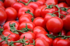 Přemnožená molice vlaštovičníková může ničit i rajčata a okurky