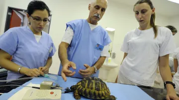 Studenti se učí, jak želvu vykastrovat nebo jí opravit krunýř