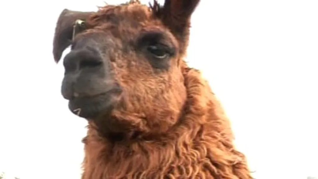Lama