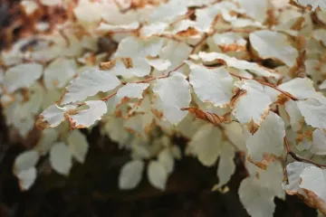 Bílý strom Blanenska roste i bez fotosyntézy. Vědci zkoumají unikátní záhadu