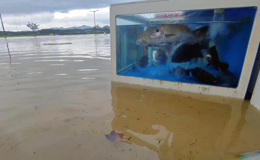 Jižní Koreou se přehnal tajfun Maysak. Celkový pohled ukazuje zatopenou ulici v jednom z postižených měst na severu země