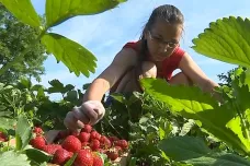 Kdo sklidí ovoce? Zemědělci vyhlížejí zahraniční pracovníky, Čechům tato práce moc nevoní