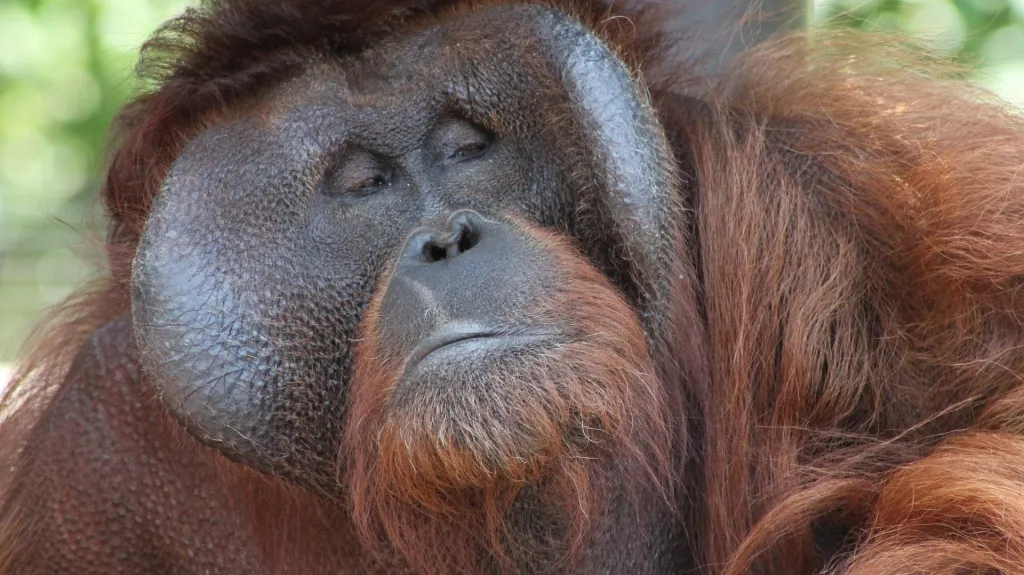 Orangutan