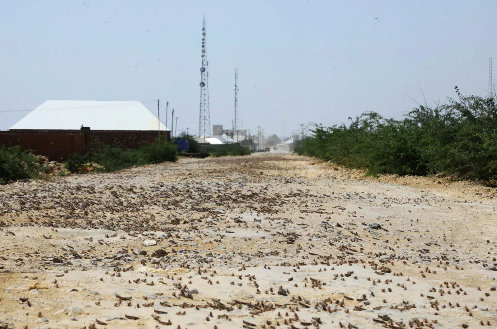 Pouštní sarančata na silnici na okraji Dusamarebu v Somálsku