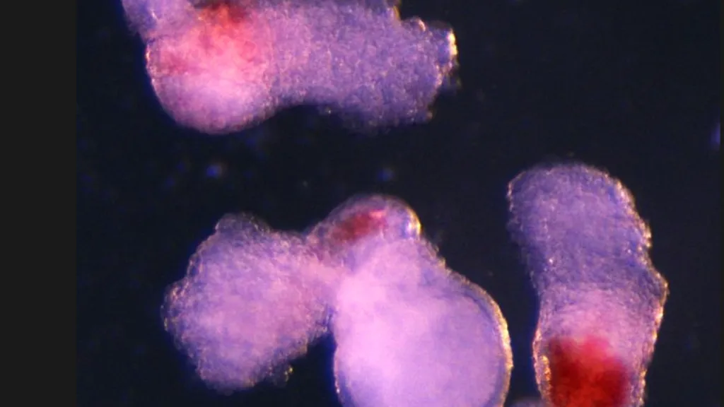 Krevní buňky z laboratoře