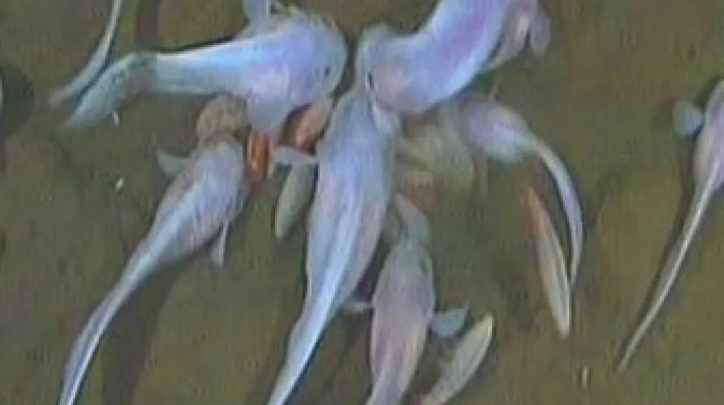 Ryby druhu Pseudoliparis amblystomopsis